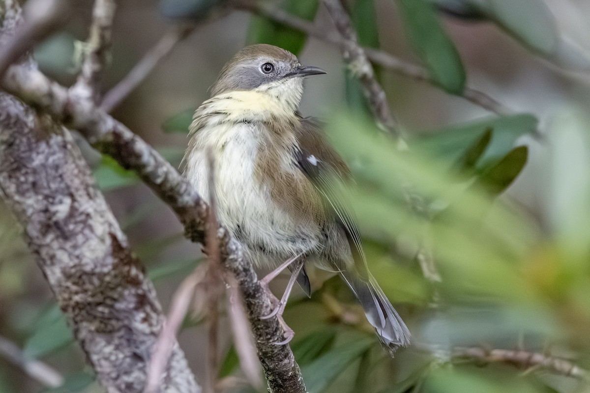 Scrubtit - ML642055472