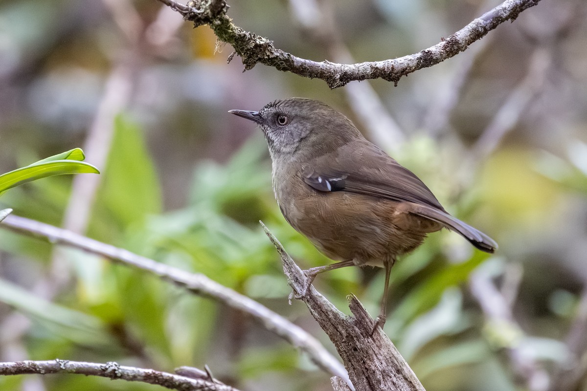 Tasmanian Scrubwren - ML642055477