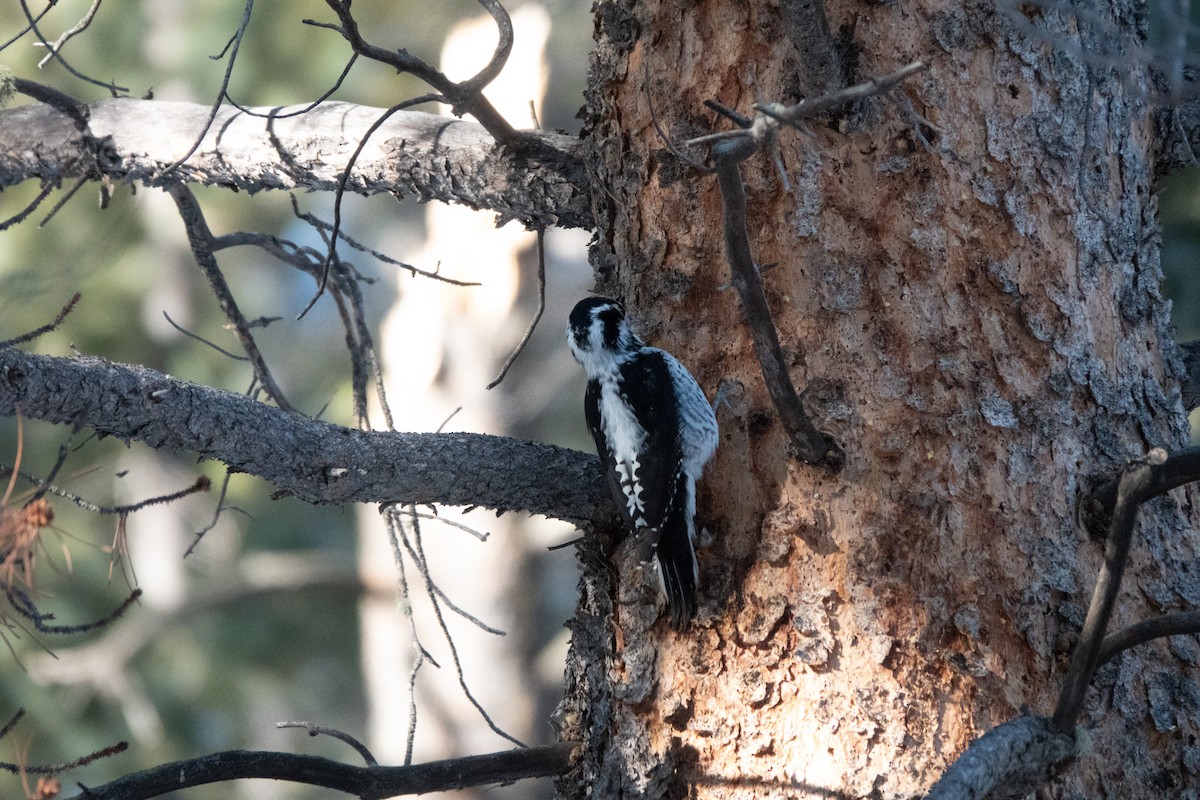 American Three-toed Woodpecker - ML642055478