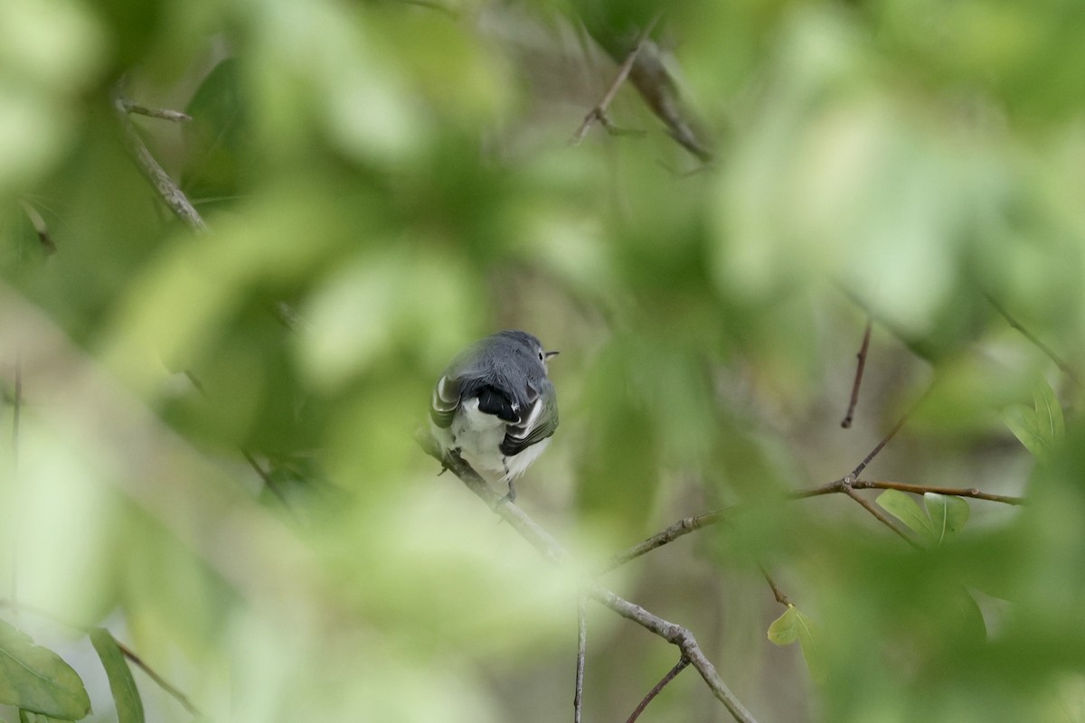 Blue-gray Gnatcatcher - ML642055479