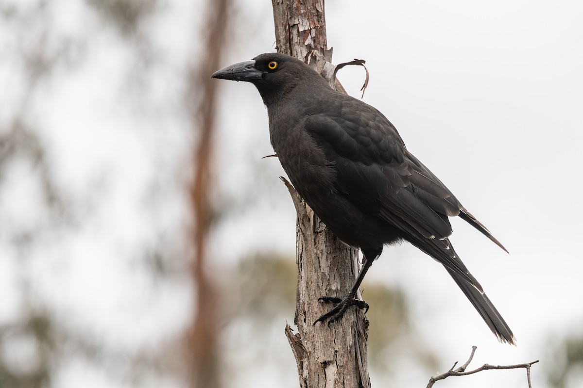 Black Currawong - ML642055480