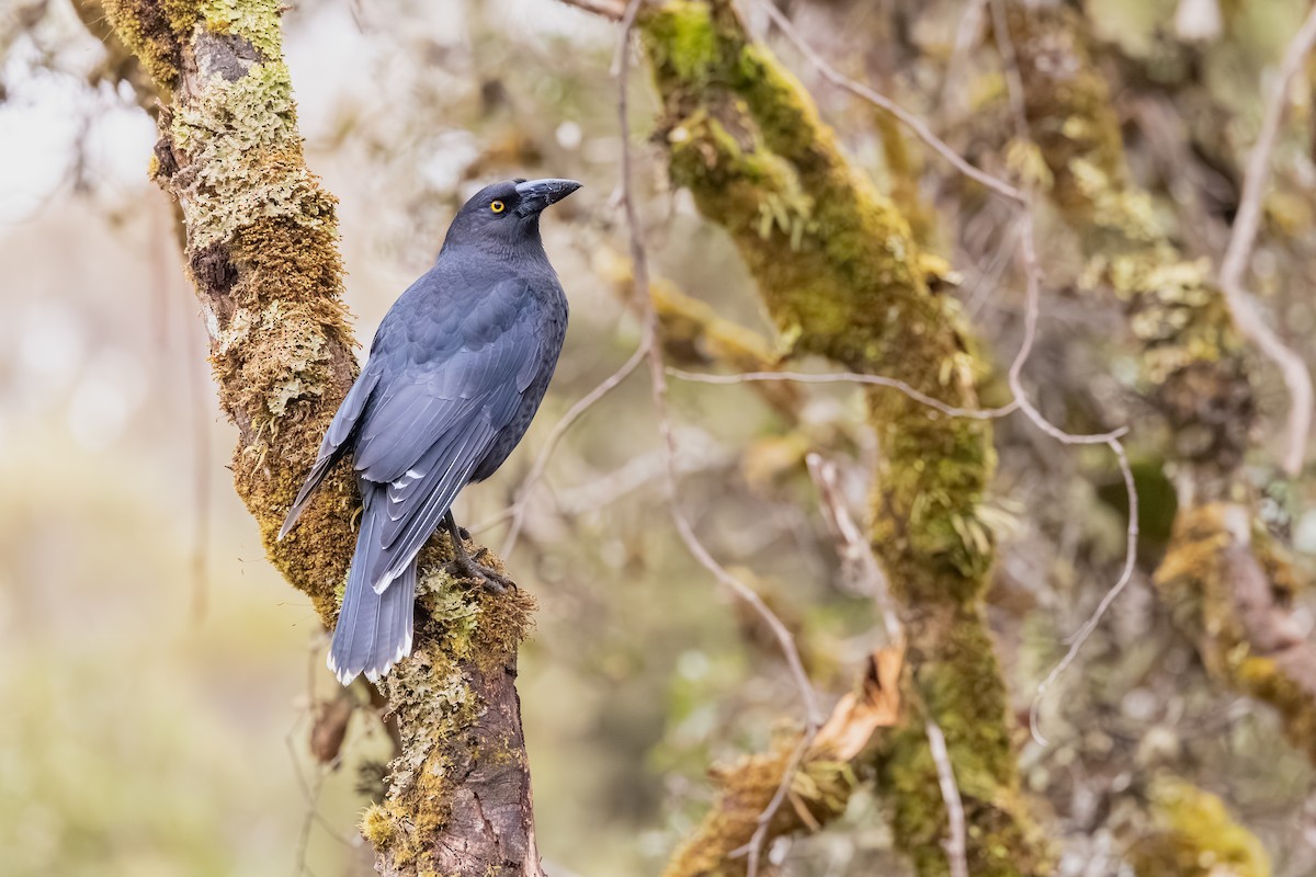 Black Currawong - ML642055481