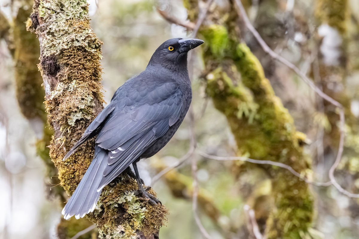 Black Currawong - ML642055482
