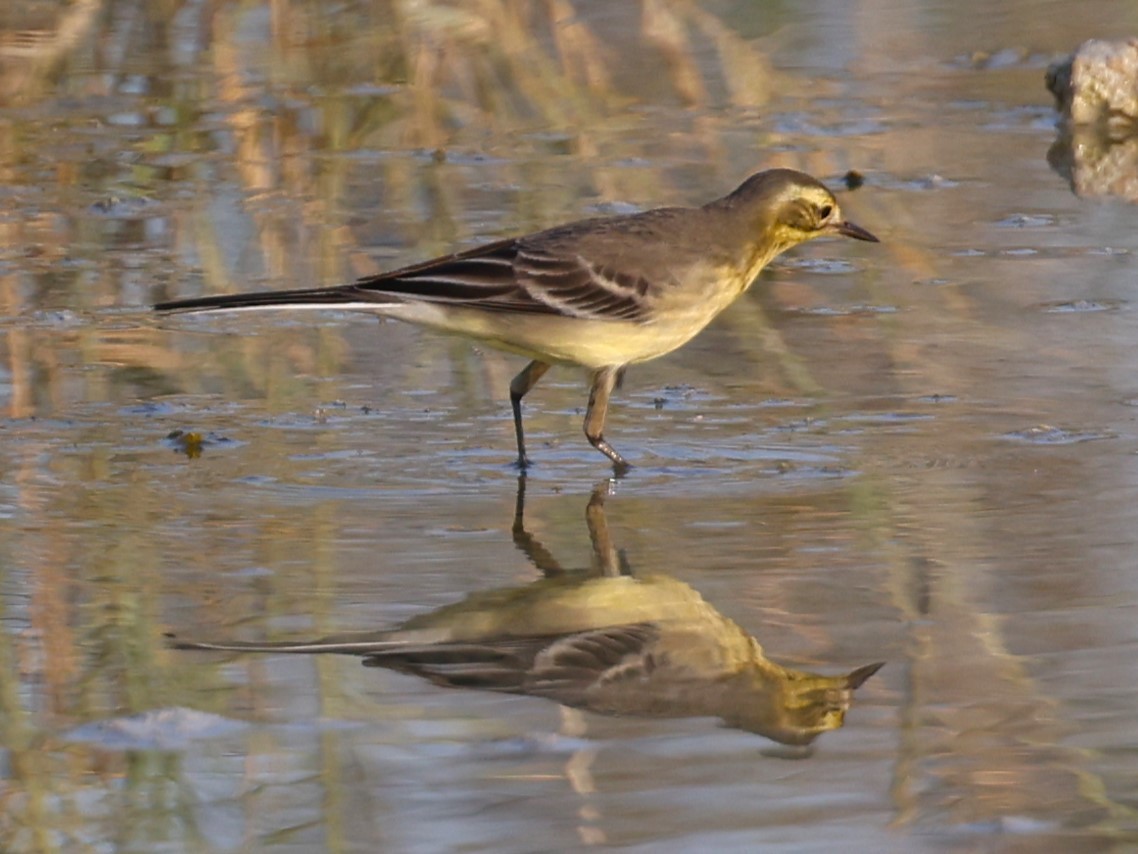 Buztanikara zitrinoa - ML642055484