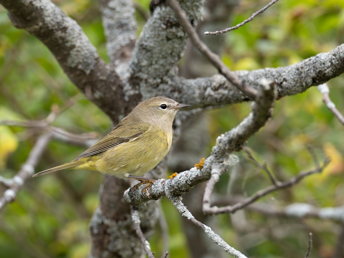 Orange-crowned Warbler - ML642055486