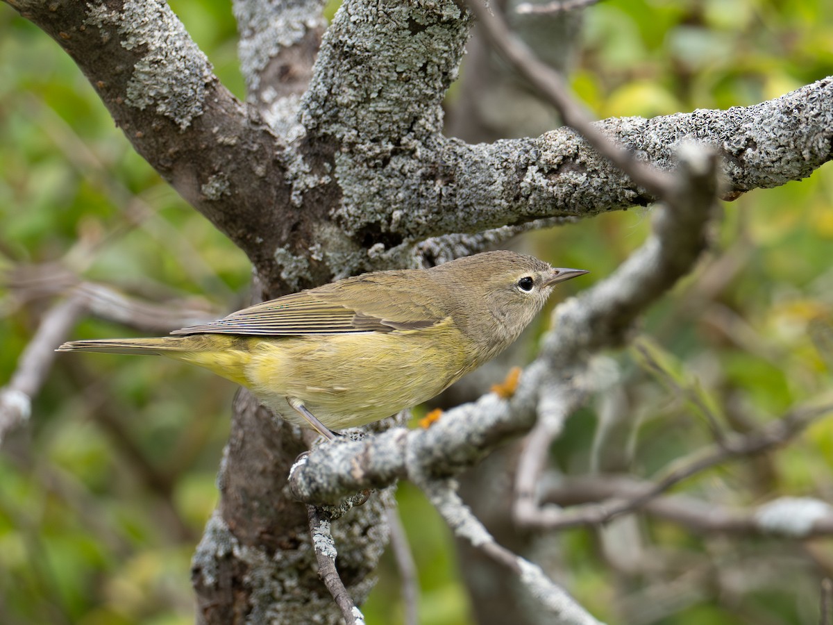 Orange-crowned Warbler - ML642055487
