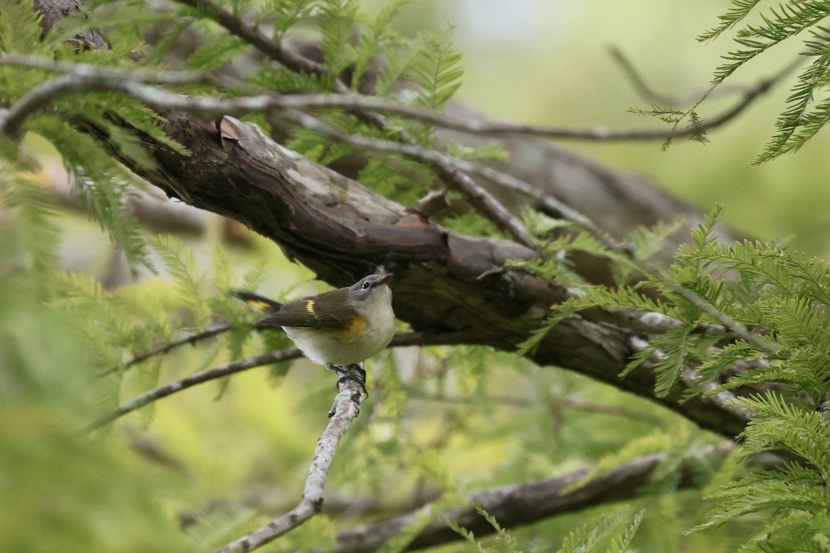 American Redstart - ML642055489
