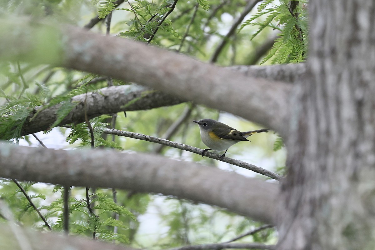American Redstart - ML642055490