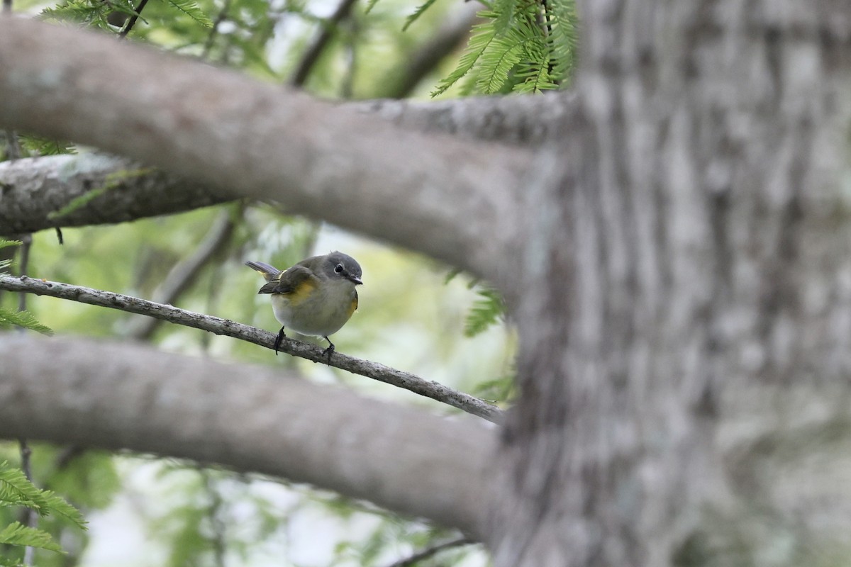 American Redstart - ML642055491