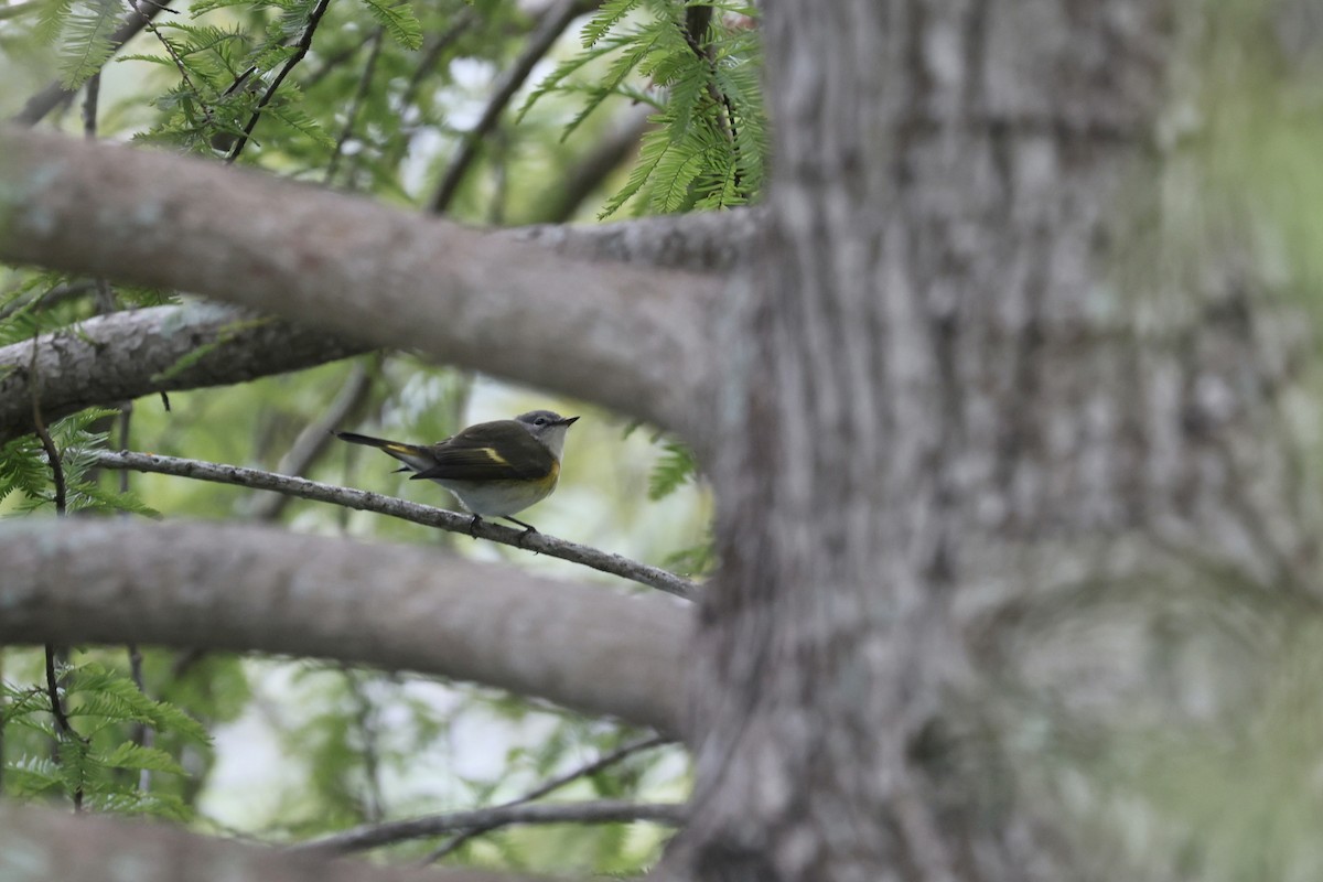 American Redstart - ML642055492