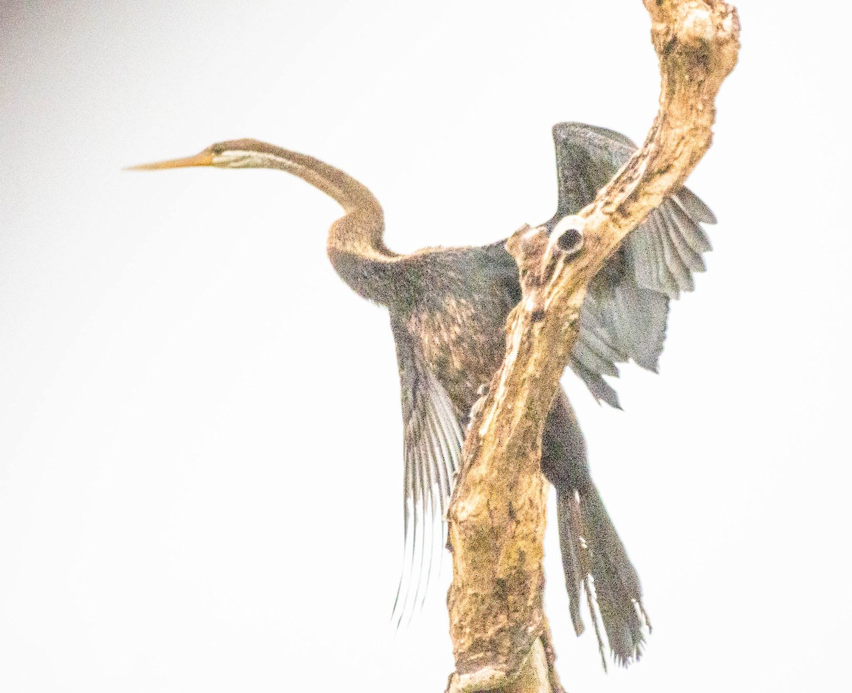 Anhinga asiarra - ML642055507