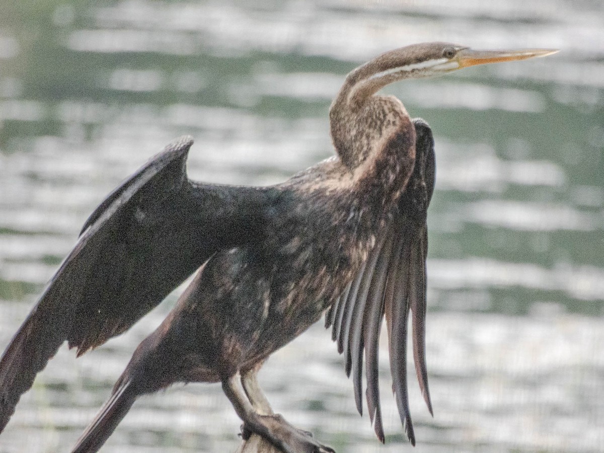 Anhinga asiarra - ML642055508