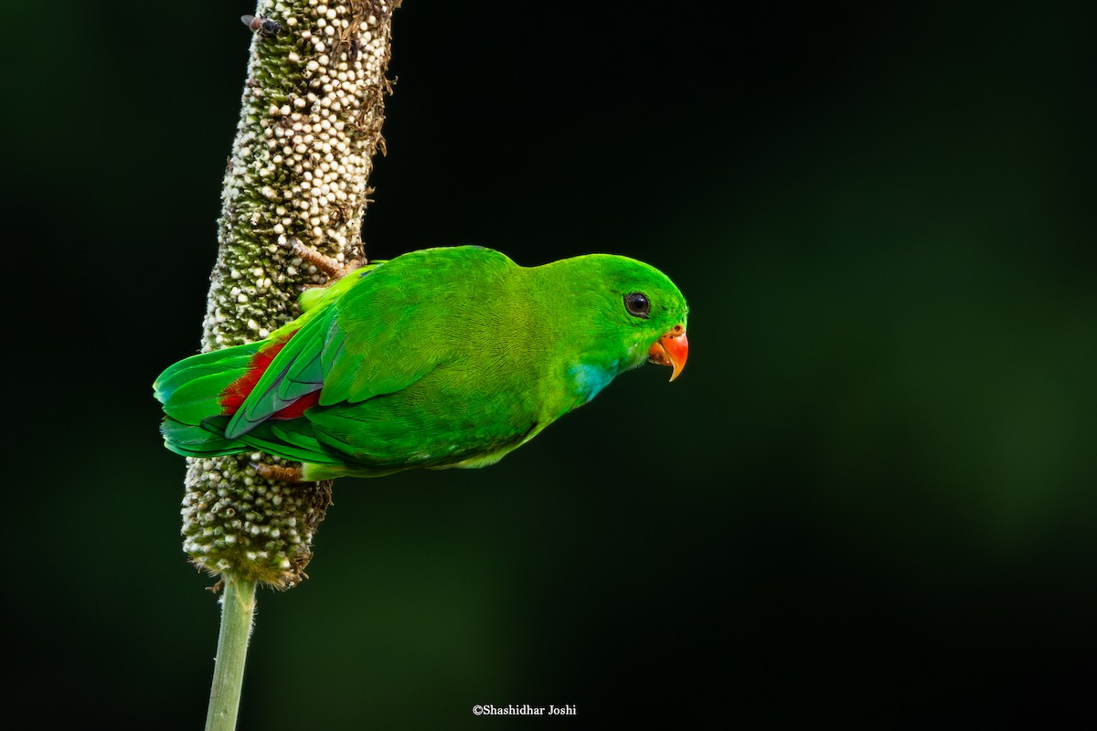 Vernal Hanging-Parrot - ML642055513
