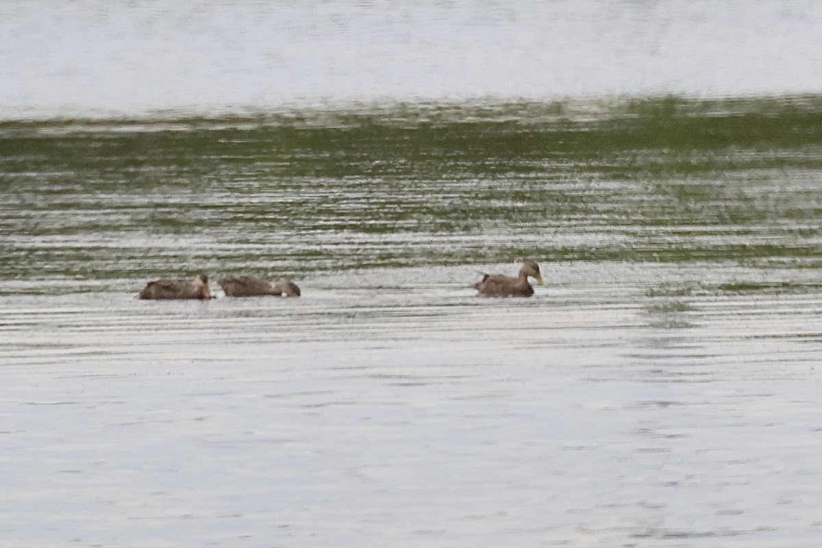 Mottled Duck - ML642055523