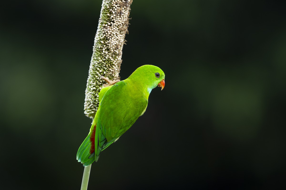 Vernal Hanging-Parrot - ML642055525