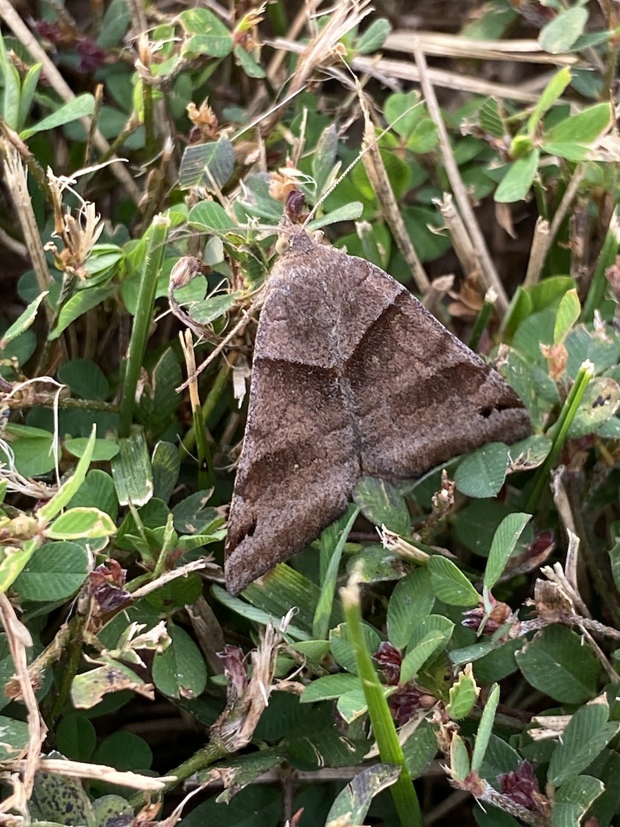 Forage Looper Moth - ML642055537