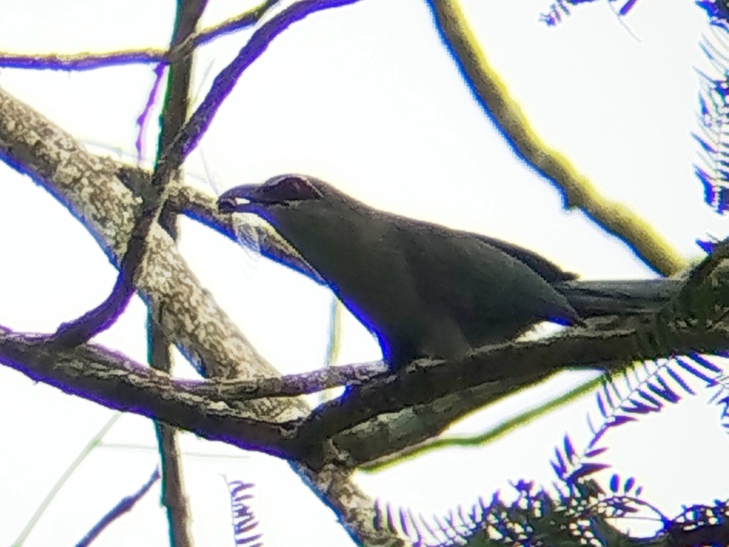 Green-billed Malkoha - ML642055538