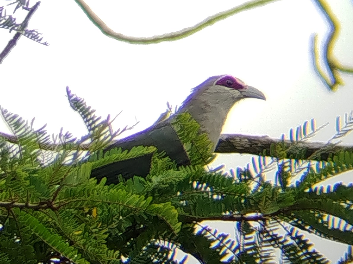 Green-billed Malkoha - ML642055539