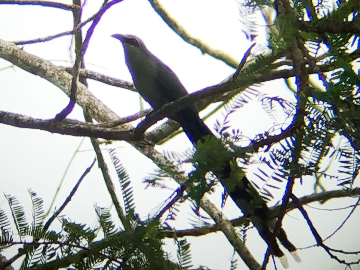 Green-billed Malkoha - ML642055540