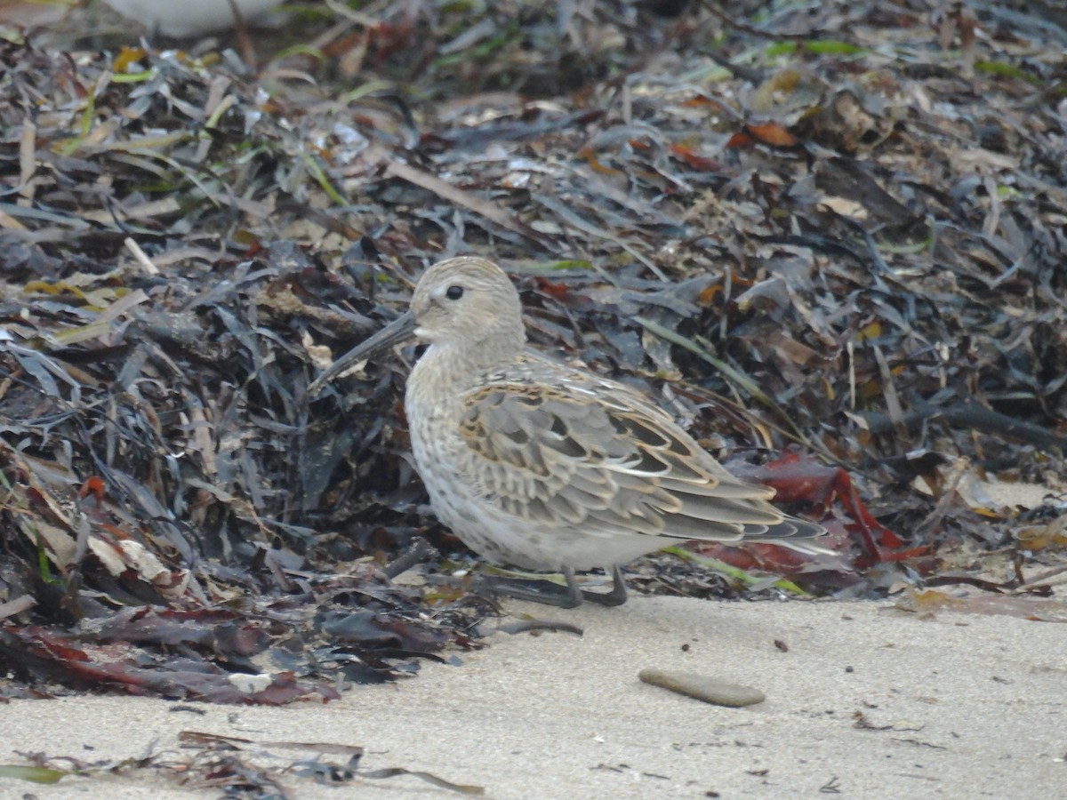 Dunlin - ML642055543