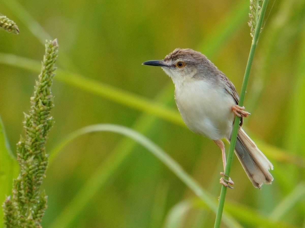 orientprinia - ML642055556