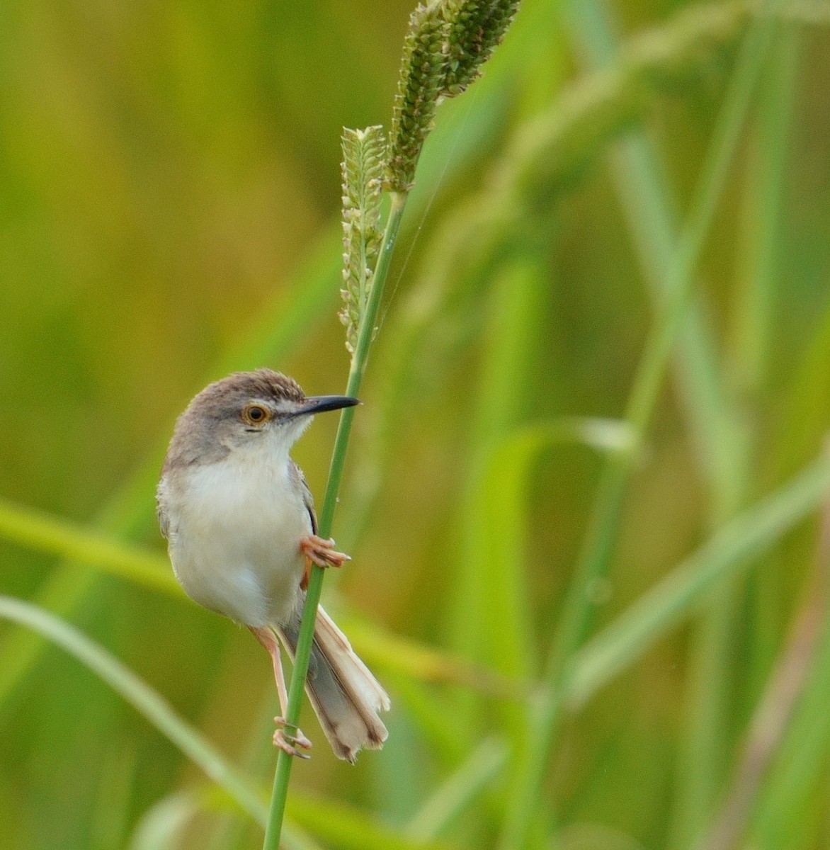 orientprinia - ML642055557
