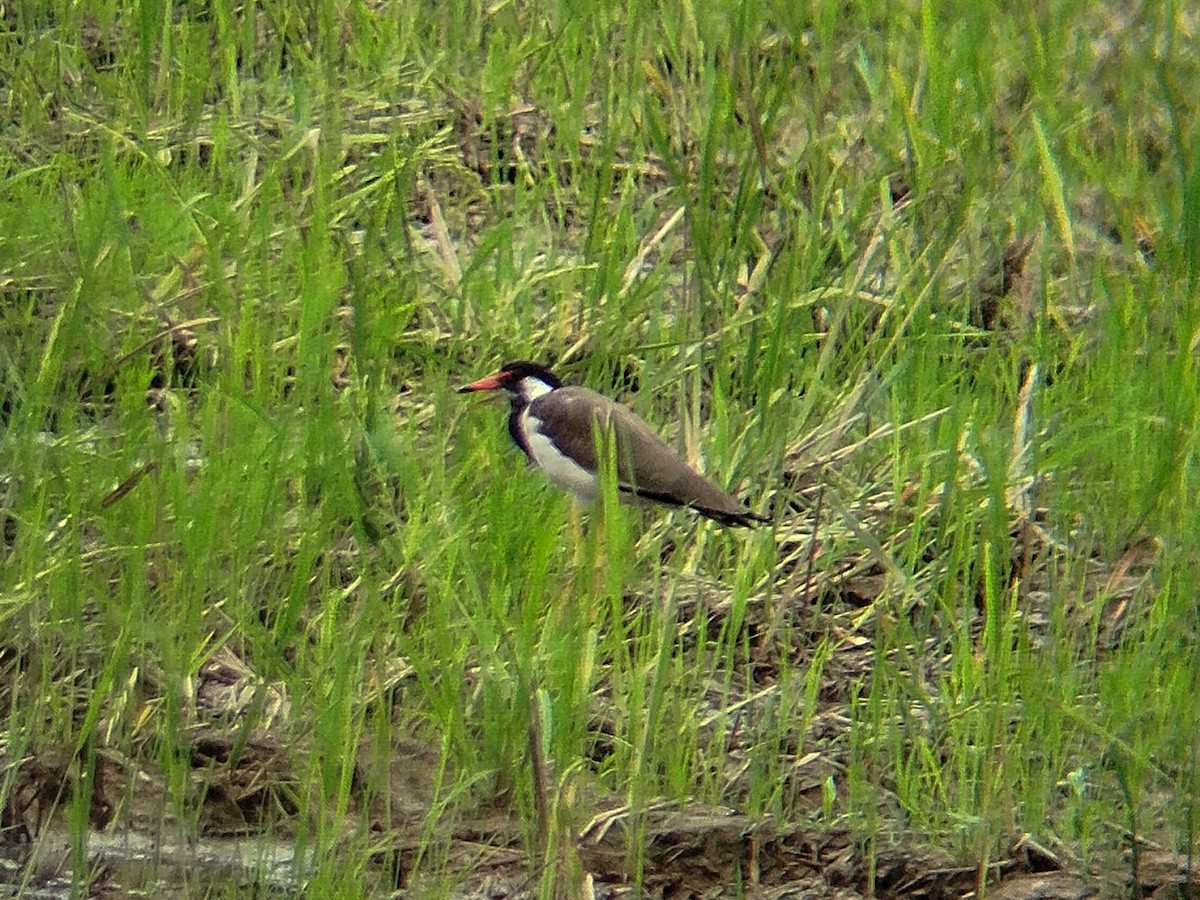 Red-wattled Lapwing - ML642055561