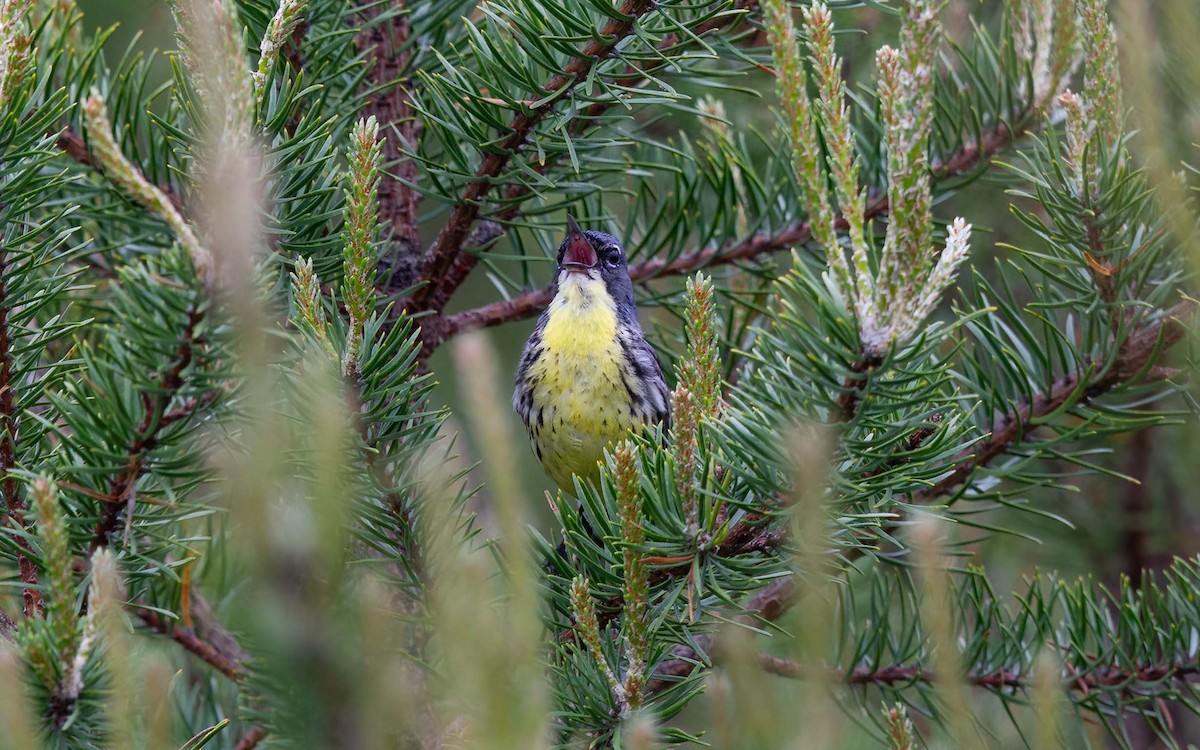 brannfeltparula - ML642055574