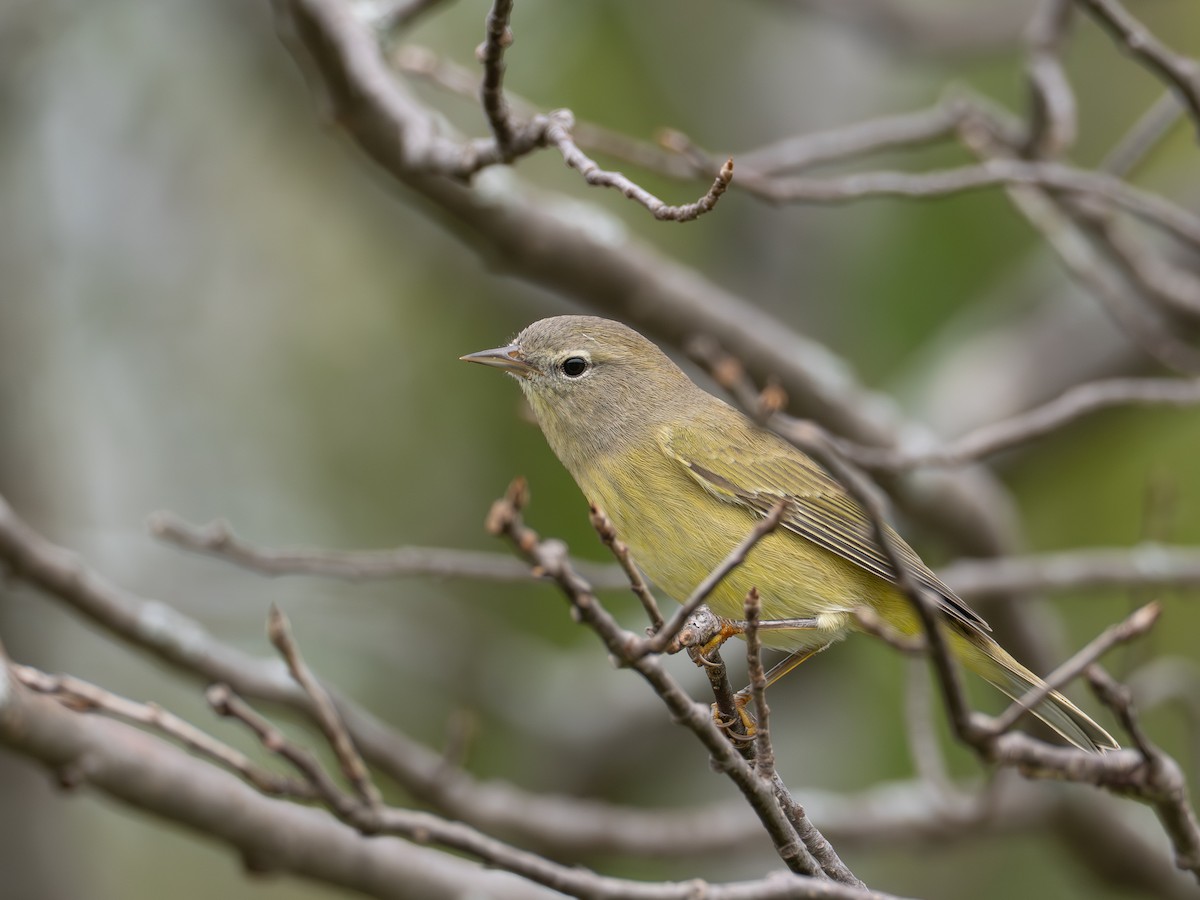 oransjekroneparula - ML642055580