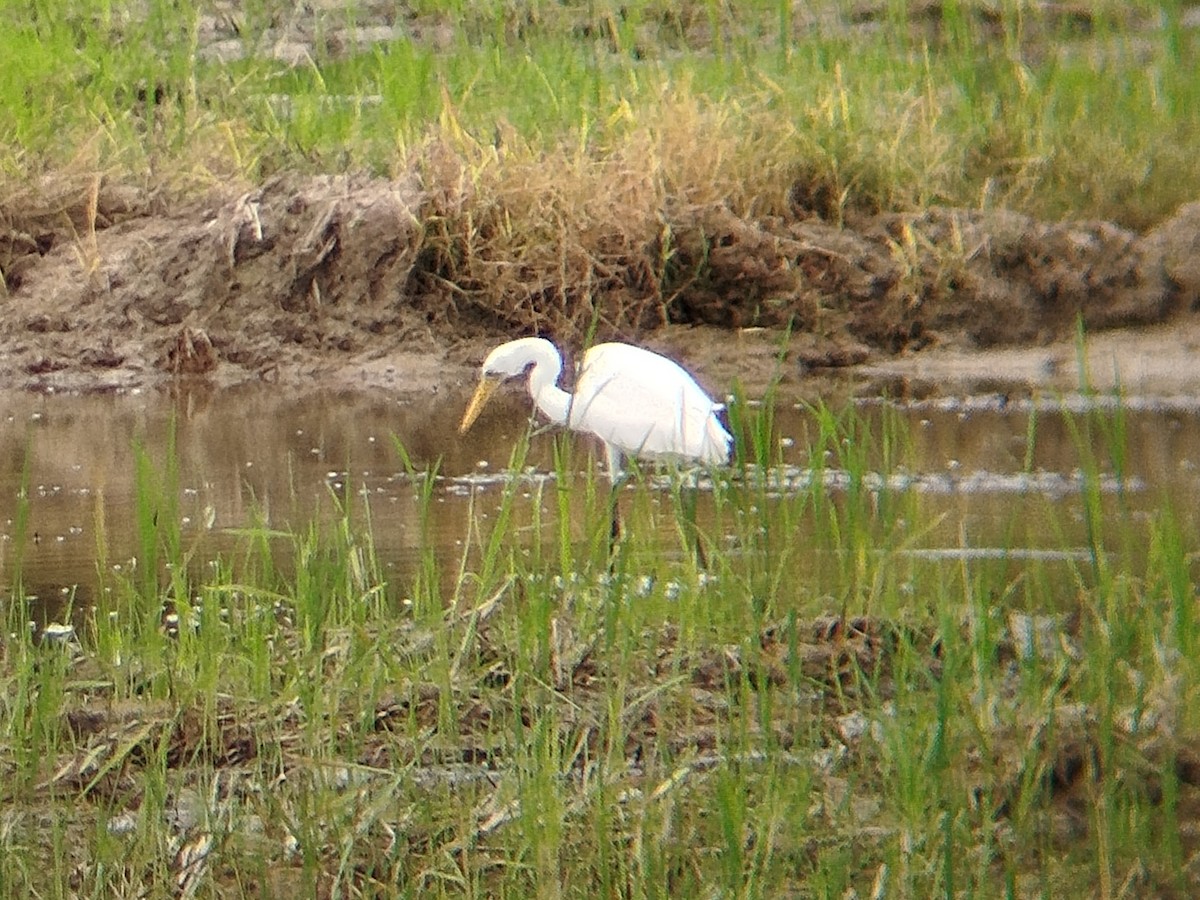 Medium Egret - ML642055590