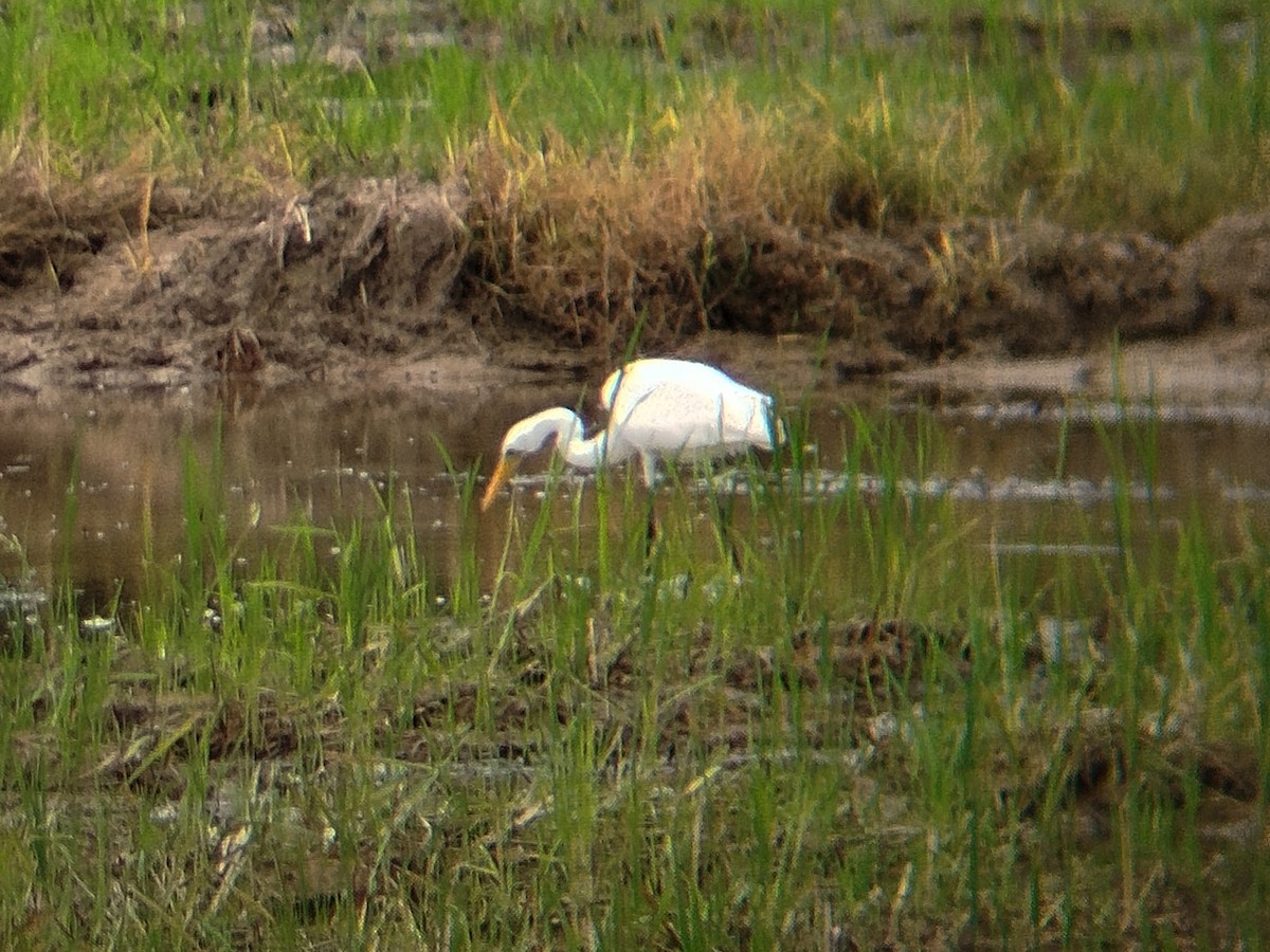 Medium Egret - ML642055591