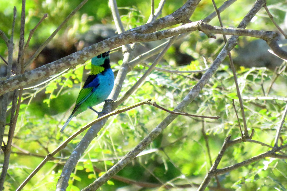 Green-headed Tanager - ML642055608