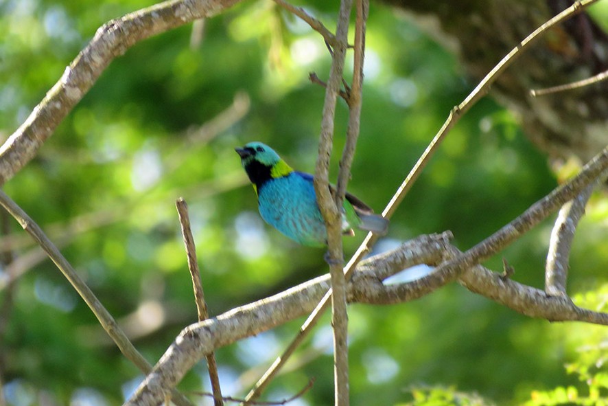 Green-headed Tanager - ML642055616