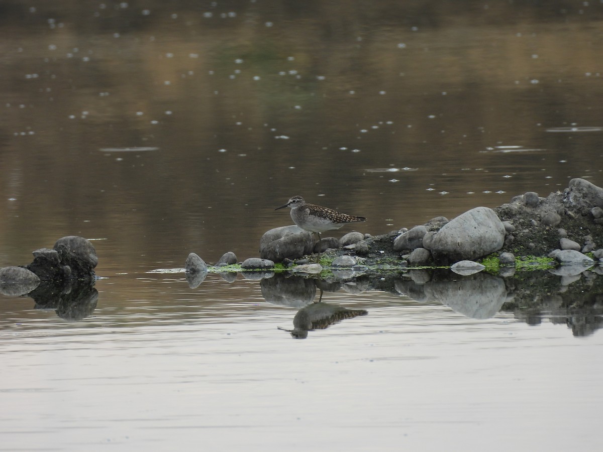 Wood Sandpiper - ML642055624