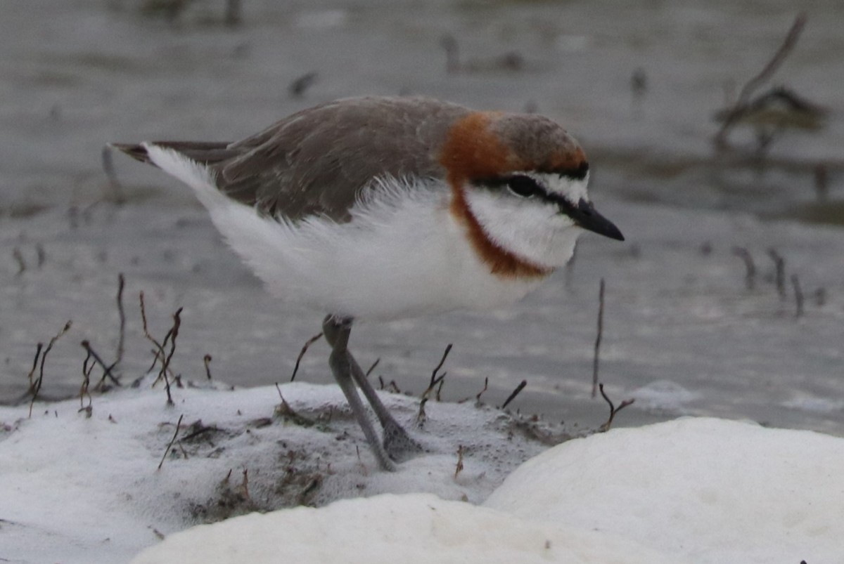 Chestnut-banded Plover - ML642055625