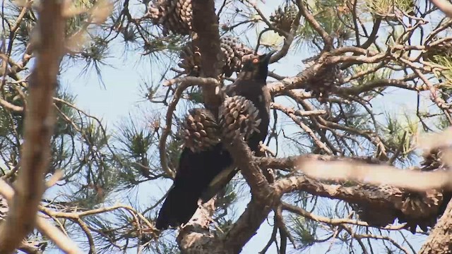 White-winged Chough - ML642055627