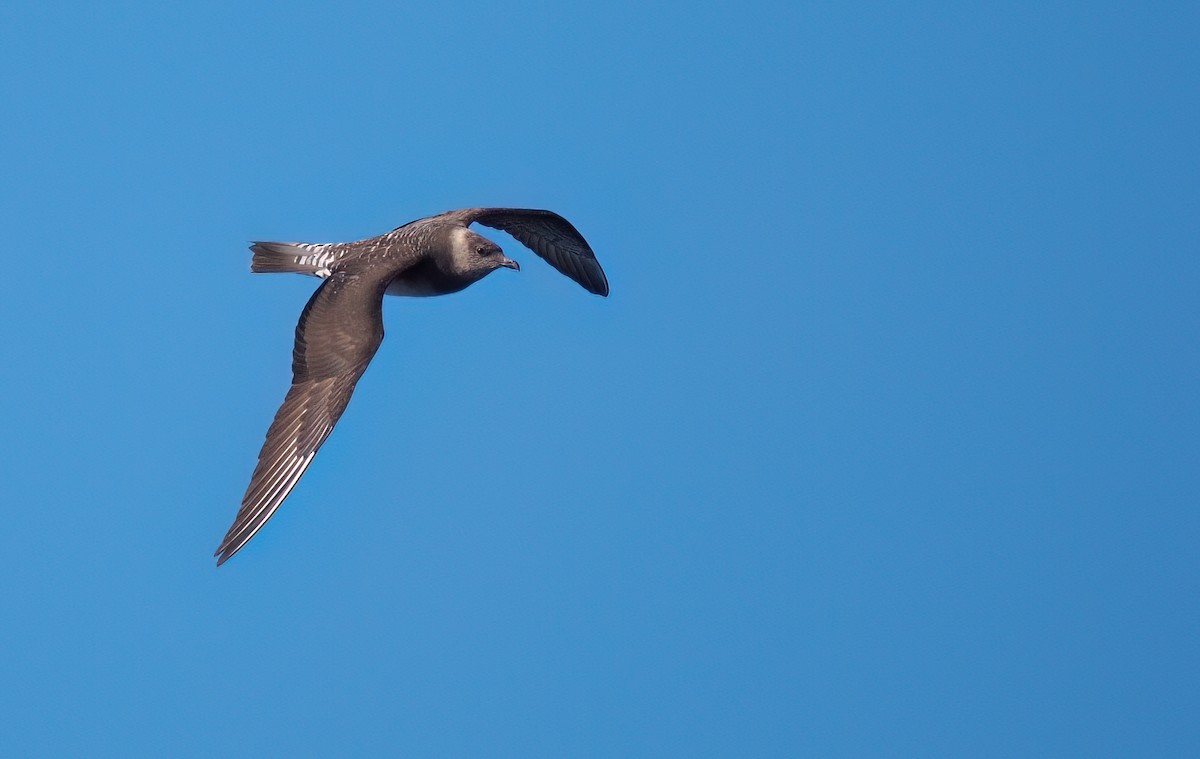 Long-tailed Jaeger - ML642055635
