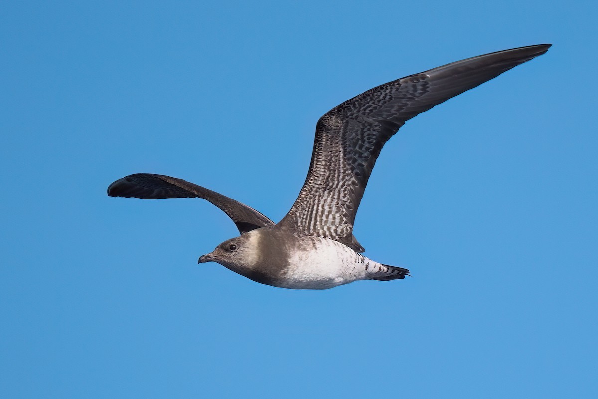 Long-tailed Jaeger - ML642055636