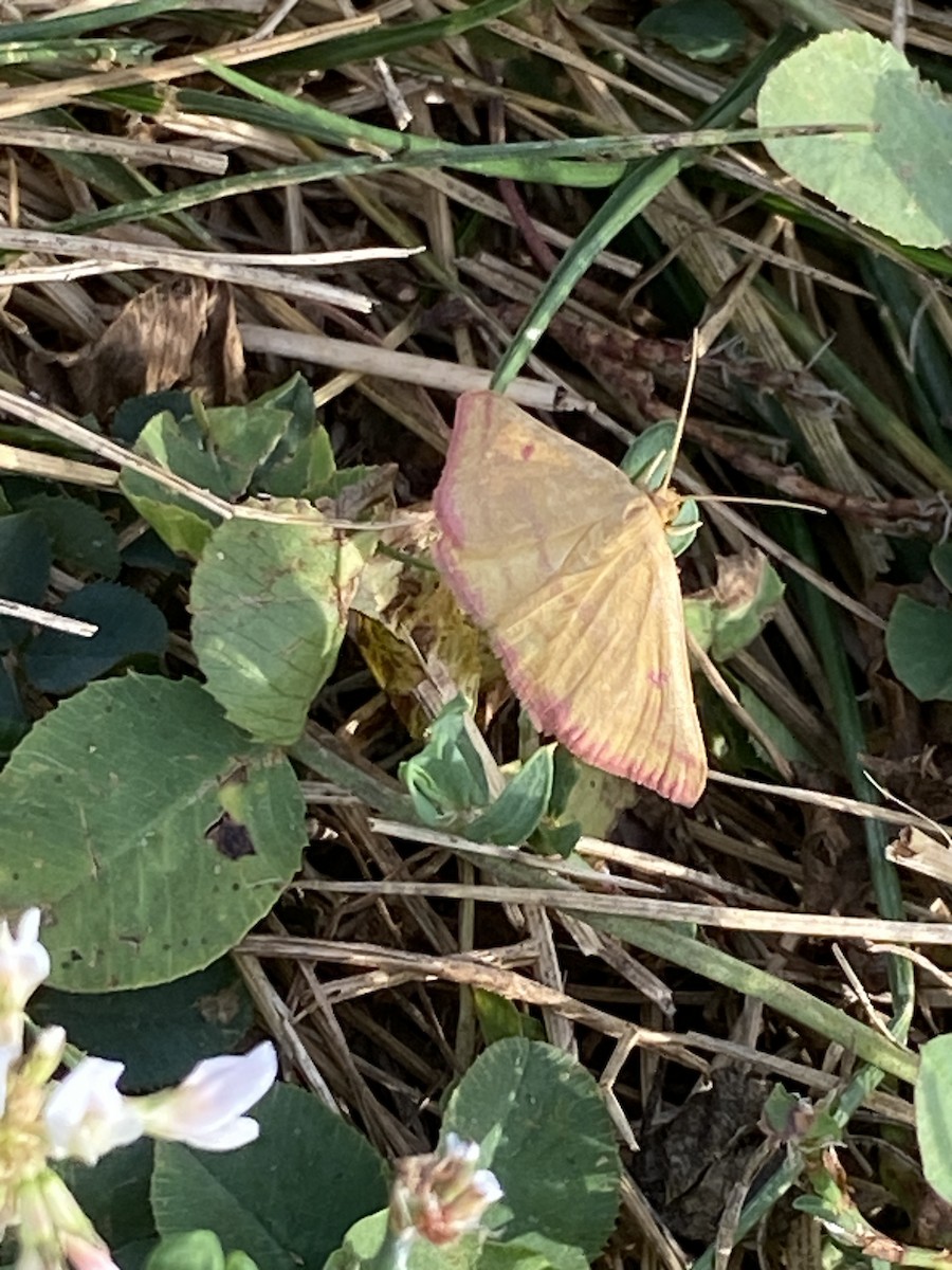 Chickweed Geometer Moth - ML642055641