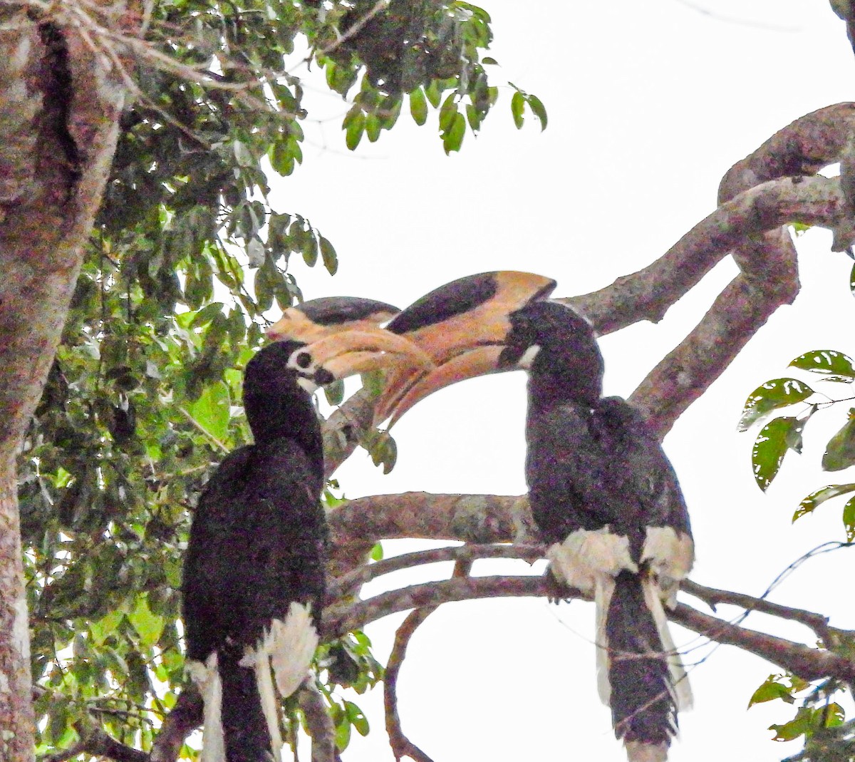 Malabar Pied-Hornbill - ML642055642