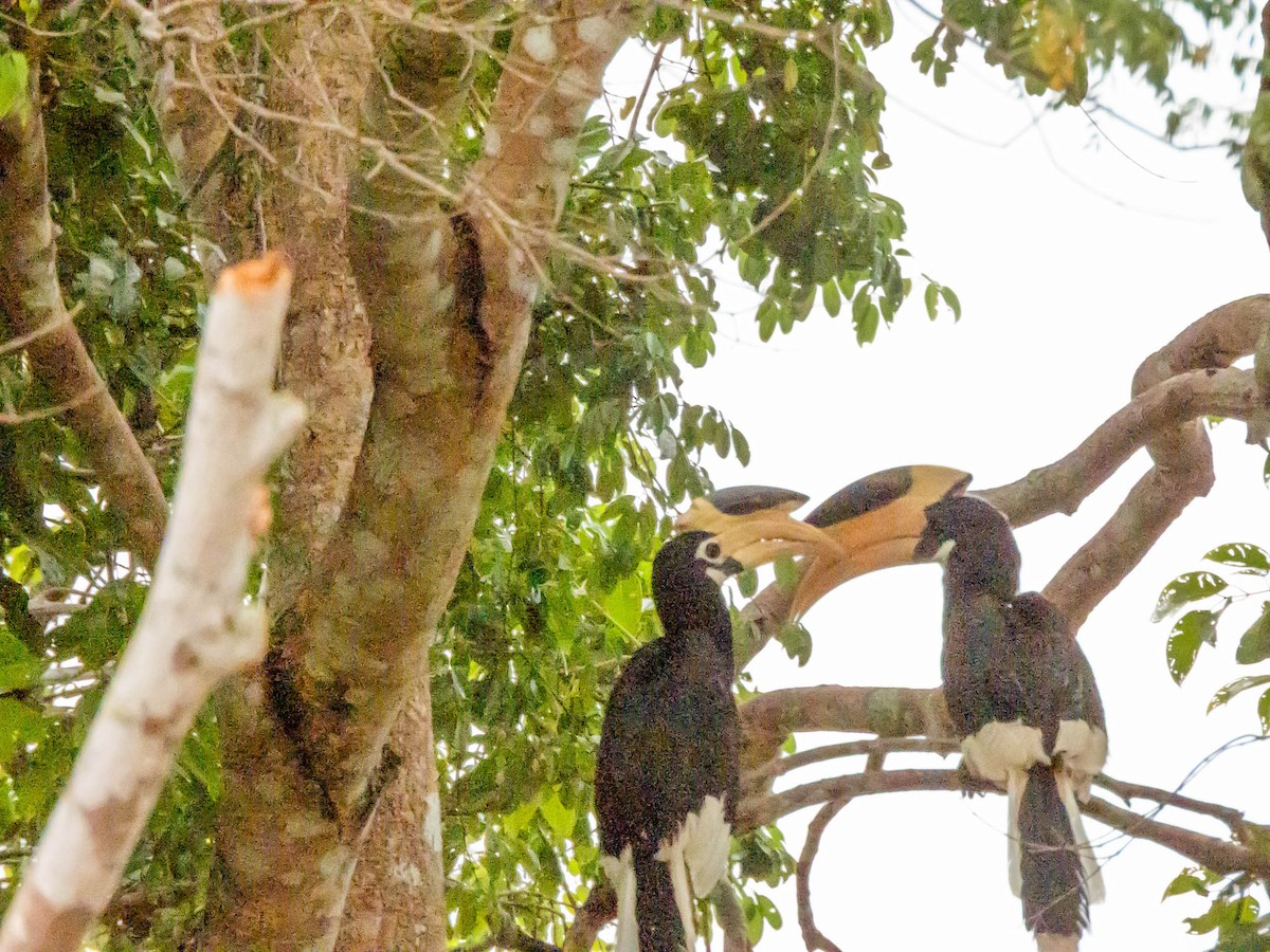 Malabar Pied-Hornbill - ML642055643