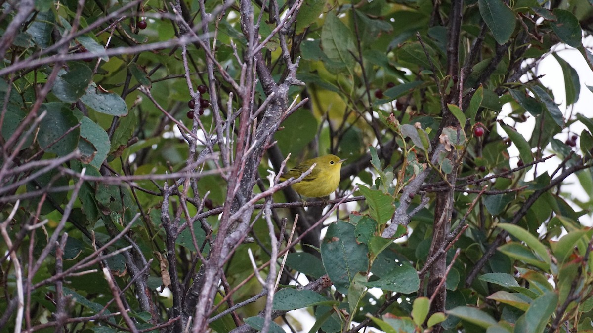Yellow Warbler (Northern) - ML642055647