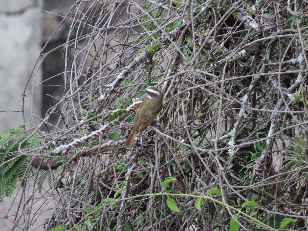 Sosyal Tiran - ML642055673