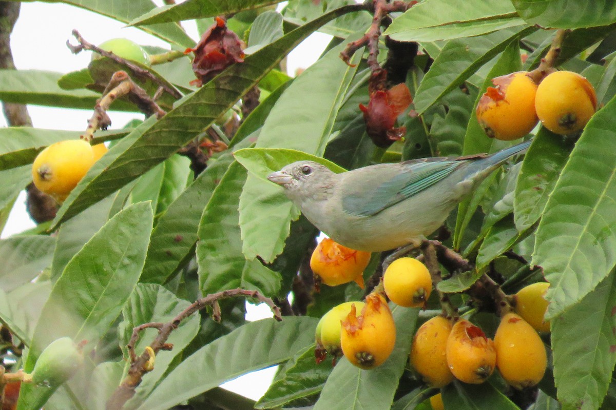 Sayaca Tanager - ML642055679
