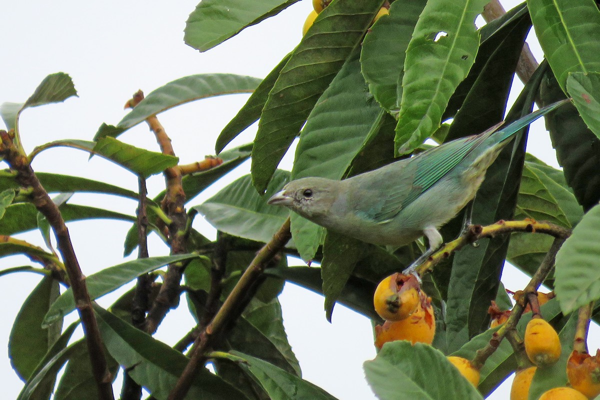 Sayaca Tanager - ML642055680