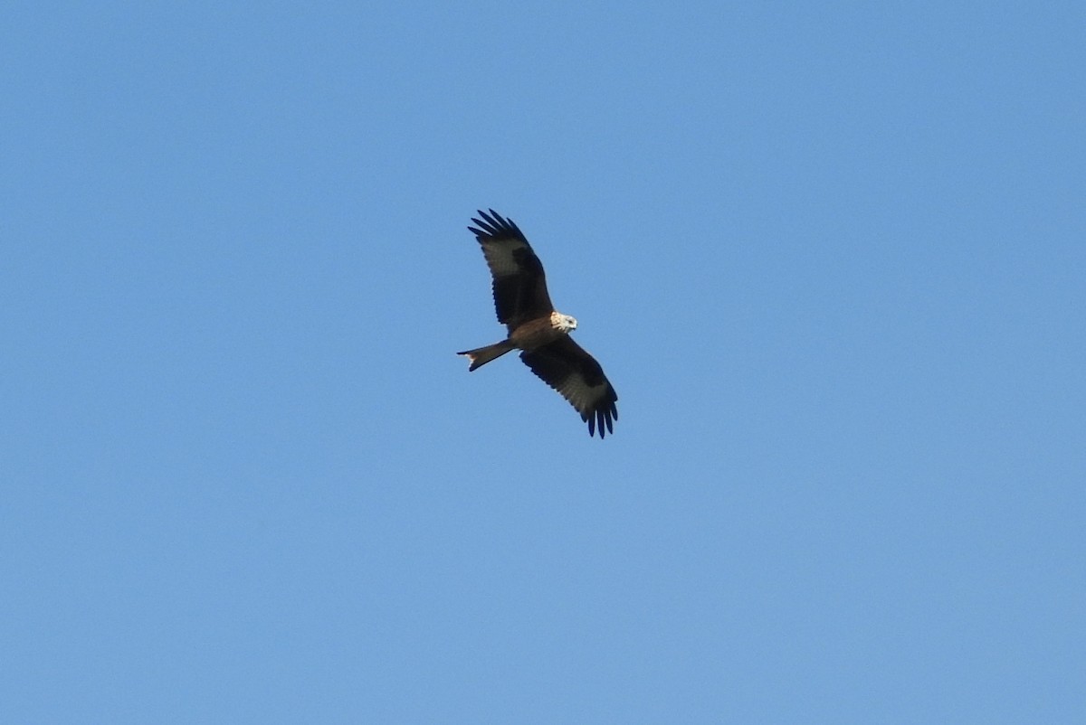 Red Kite - ML642055688
