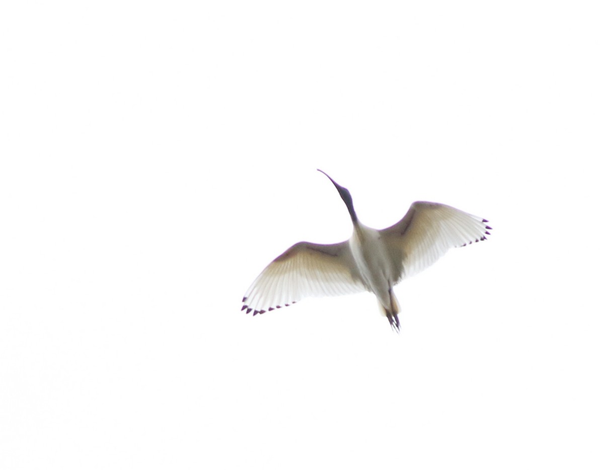 Australian Ibis - ML642055689