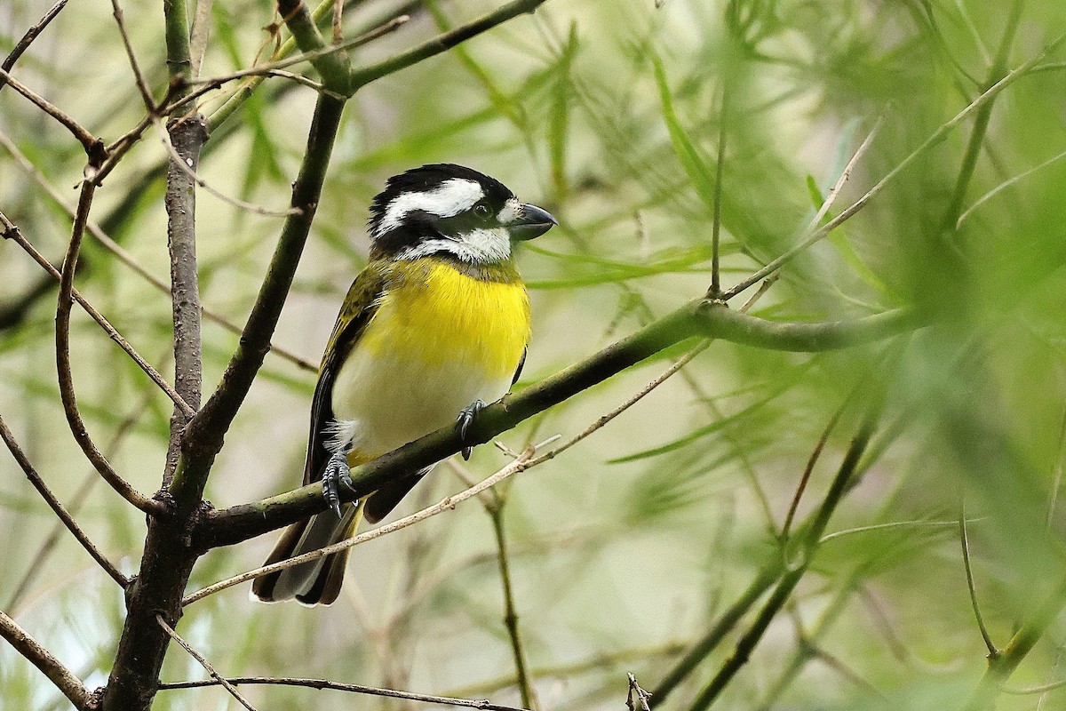 Western Shrike-tit - ML642055703