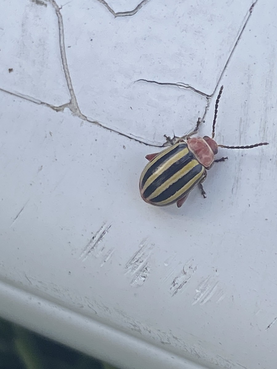 Striped Cucumber Beetle - ML642055723