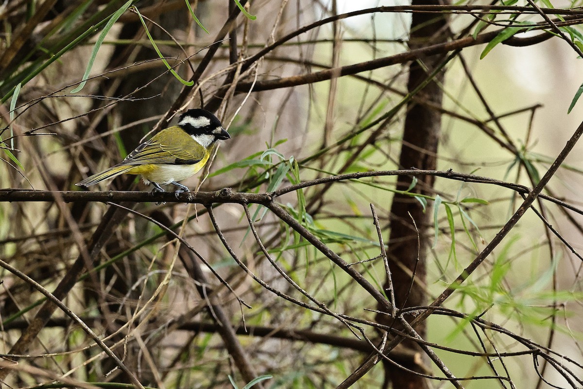 Western Shrike-tit - ML642055725